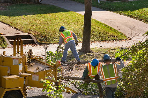 How Our Tree Care Process Works  in  Santa Anna, TX